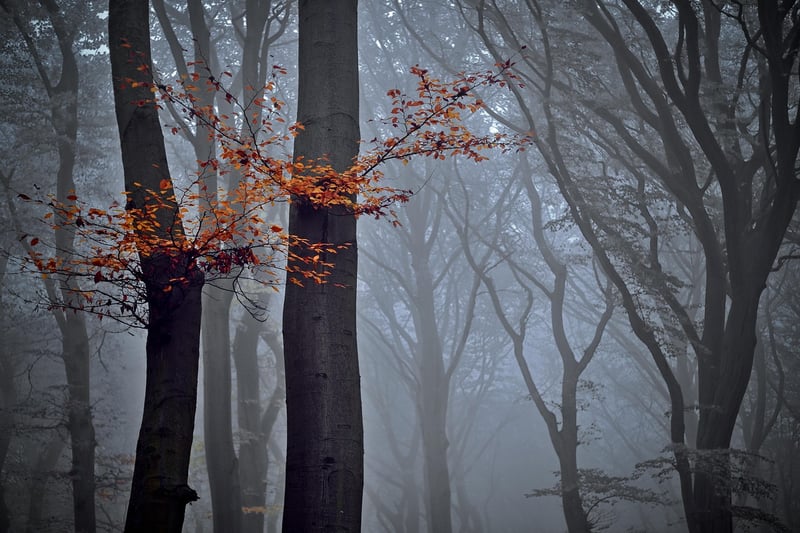 Mystical Woods