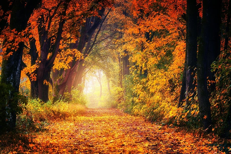 Mossy Pathway